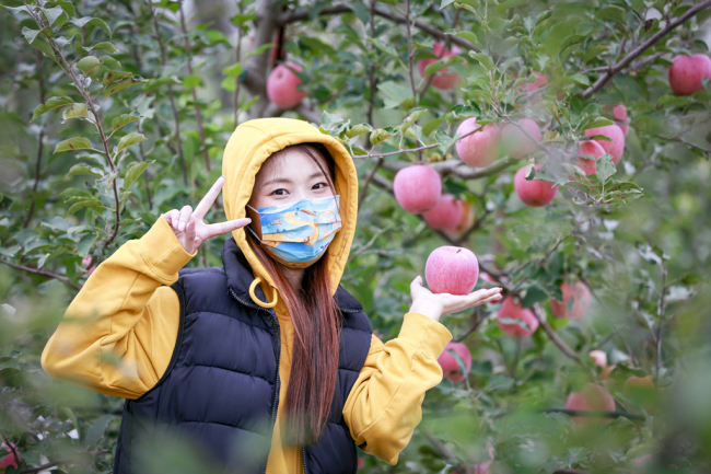 作为陕北苹果的发祥地，洛川苹果自1947年引进栽植至今，已走过75年的发展历程，截至2021年底，洛川县苹果总面积53万亩，农民人均3.3亩，居全国之首，苹果总产量98.5万吨,鲜果总收入65亿元，苹果产业总产值达到110亿元，果农人均可支配收入15900元。