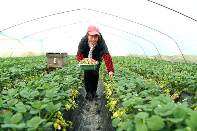 宝鸡眉县槐西村农民把小草莓种植成了亿元大产业