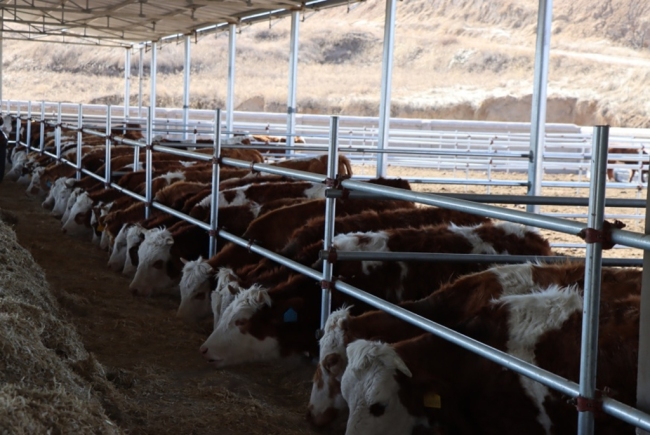 陕西神木：牛羊产业“加速度” 乡村振兴添动能
