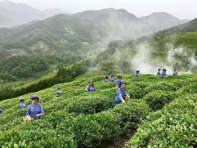 2023年陕西春茶迎来销售高峰 品质口碑较往年皆有提升