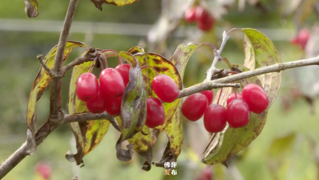 佛坪：遍插“茱萸”不负诗