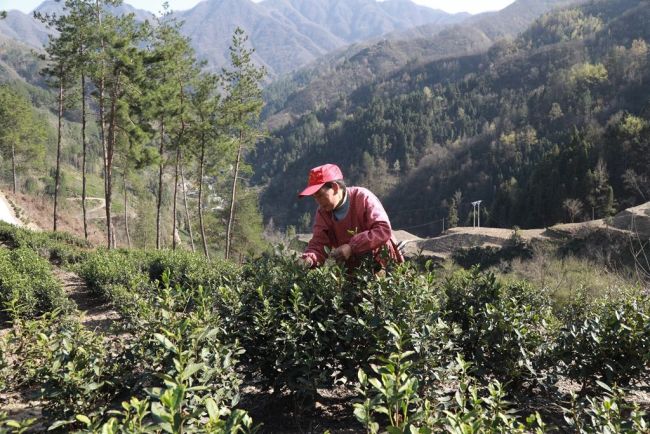 镇安县2024年春茶开采 11万亩秦岭高山象园雾芽茶抢鲜上市