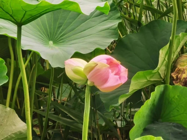 植物奇观“并蒂莲”再现陕西开放大学（陕西工商职业学院）郭杜校区