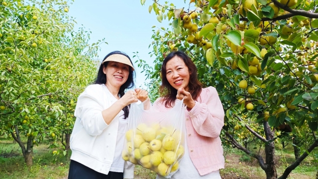 休闲农业脆梨采摘。陈治武摄