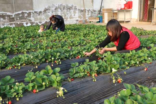 神木市西沙街道：冬日大棚绿意浓 果蔬种植促增收