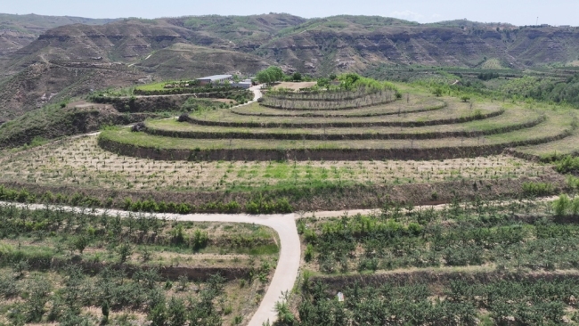 陕西神木：山地果园种出致富新“钱”景