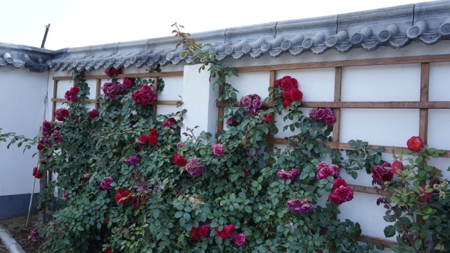 陕西靖边乡院：藏在夏色里的诗意温柔