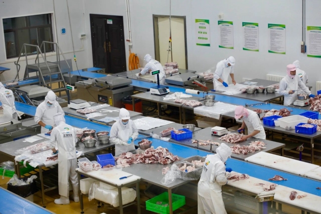陕西上河农投实业开发有限公司屠宰加工车间内，工人们正在进行湖羊分割作业