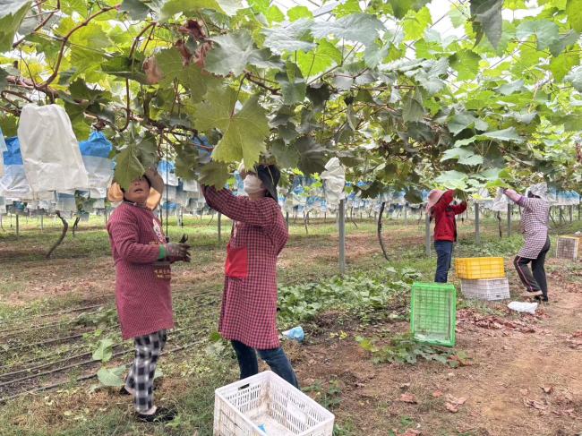 铜川耀州:金秋结硕果 葡萄采摘正当时