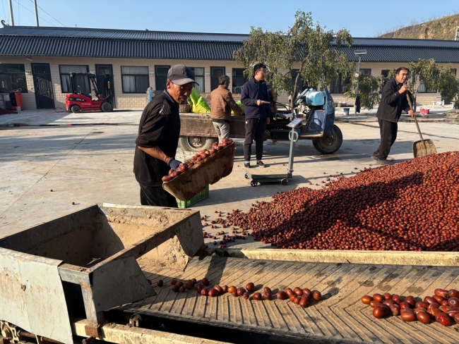 神木市万镇镇:紫晶枣“出海”东南亚 小红枣撑起村民致富伞