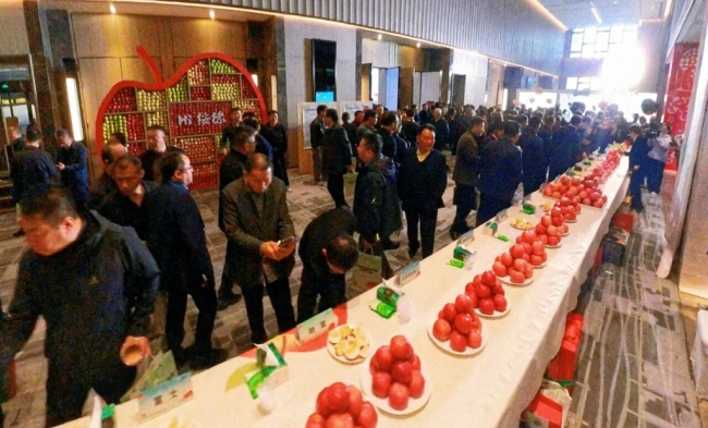 现场签约近2.7亿元!榆林绥德山地苹果专场推介会在西安举行
