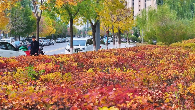 陕西神木滨河新区秋色如画 邂逅诗意生态美景