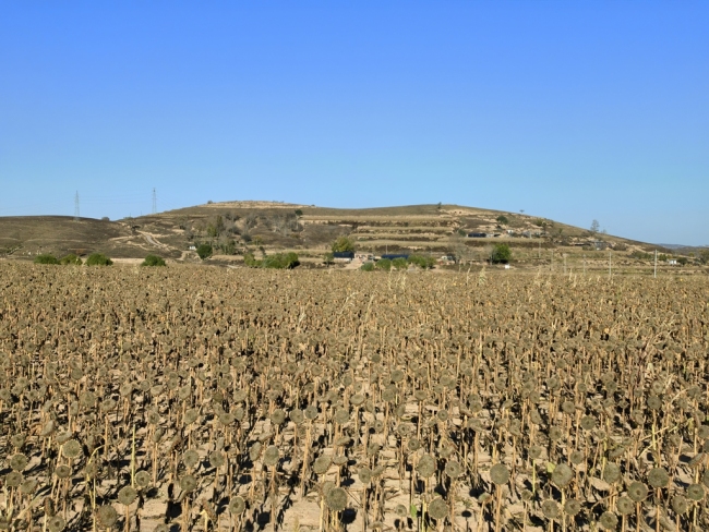 陕西靖边:小葵花做成富民大产业