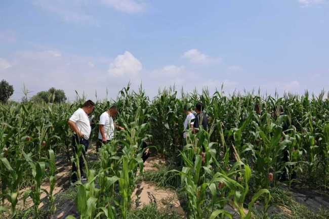 陕西府谷:“一地双收”结硕果 助农增收添活力