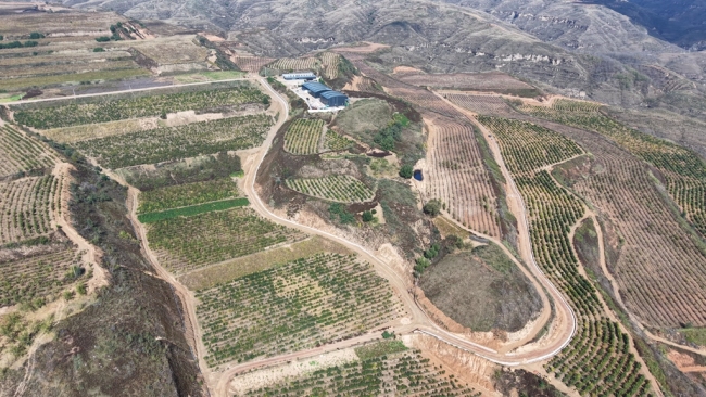 陕西神木:红葱铺绿酸枣流红 特色产业带富一方