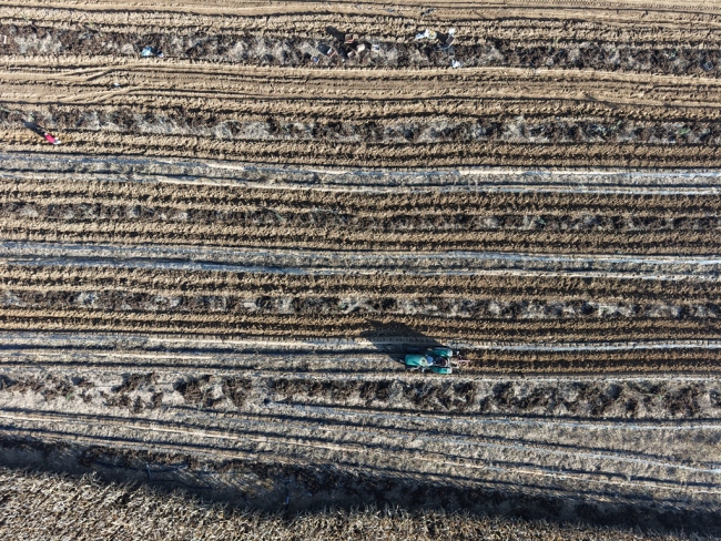 陕西靖边：产业兴 丰收甜