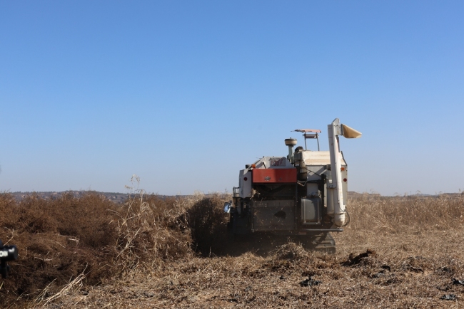 神木市栏杆堡镇：黄土沃野好“丰”景 杂粮绘就振兴图
