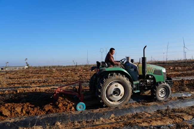 陕西靖边：产业兴 丰收甜