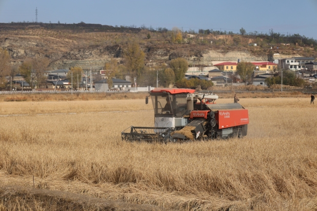 稻花香里说丰年 神木市乔岔滩千亩水稻喜获丰收