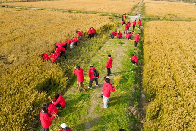 西安建筑科技大学华清学院：走出教室，触摸稻田