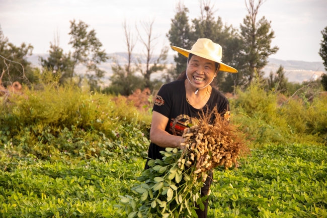 黄甫镇沙地花生喜丰收 焦裕鹏摄