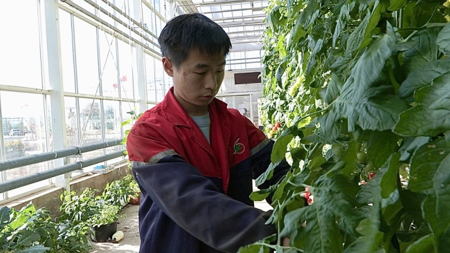 陕西神木：特色农产业激活乡村振兴新功