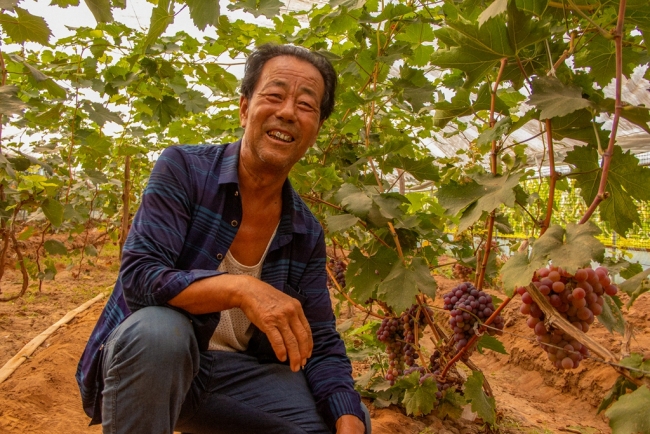 大棚种植户杨飞小 焦裕鹏摄