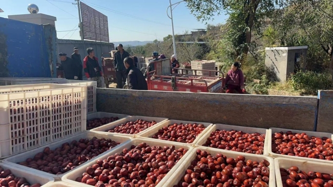 陕西佳县：千年枣乡焕新颜 红枣串起振兴链