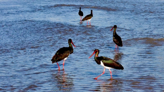 昔日“过客” 今朝“居民”——“鸟中大熊猫”黑鹳安居榆林