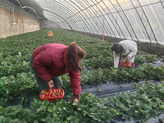 陕西靖边:冬草莓抢“鲜”上市