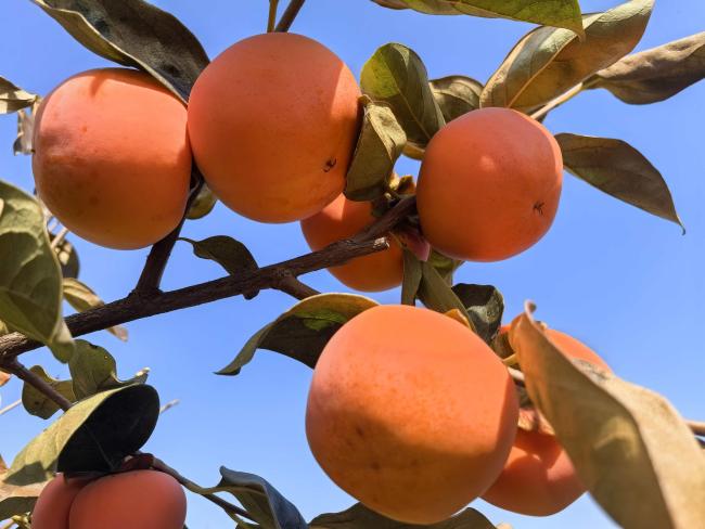 火红果实里两代人的坚守——眉县汤峪镇羊讲村薛家父子的甜柿子产业梦