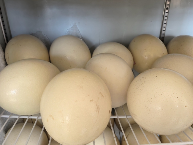 陕西神木:特色养殖激活乡村振兴新动能