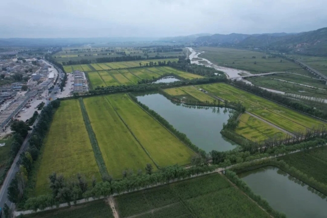 榆林市榆阳区：盐碱地里稻花香