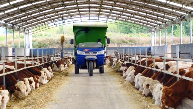 陕西绥德：牛产业链式发展“犇”向“牛日子”