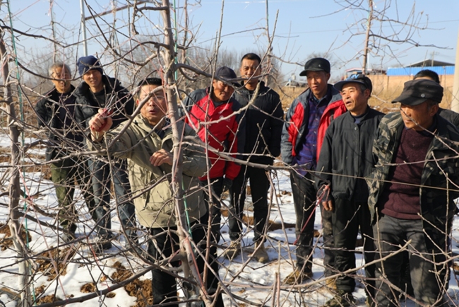 宜君：果园冬管正当时 技术赋能促增收