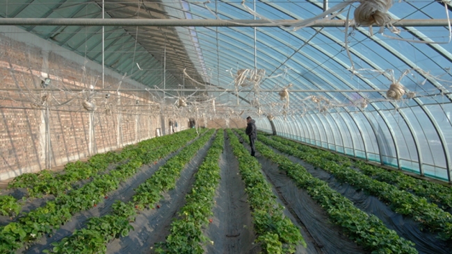 陕西府谷县新府山农业产业园：“甜蜜”产业甜蜜生活 农旅融合幸福多