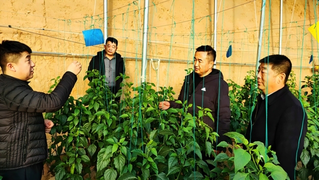 “一水两用、一棚双收” 府谷循环农业激活乡村振兴“一池春水”