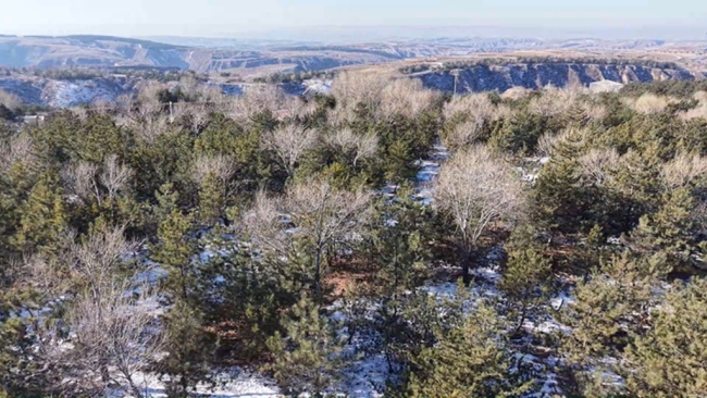 陕西神木：织密冬季防火“安全网” 筑牢森林资源“防护墙”