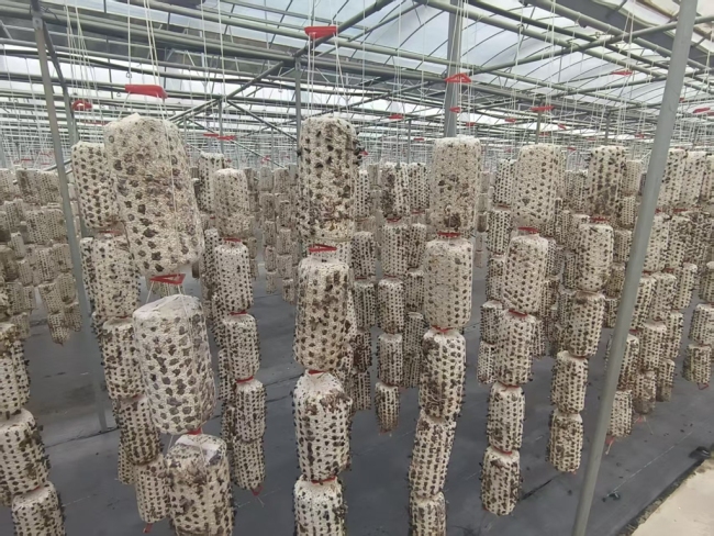 深山藏“珍” 陕西柞水产业赋能共富