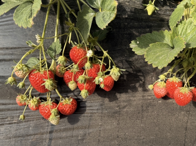 神木市辛伙盘村：草莓丰收迎采摘 特色产业促增收