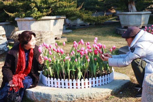 过春节 到唐苑！西安近20万株郁金香正绚烂