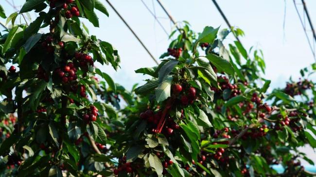 靖边公司：樱桃红满枝 供电“园丁”守护忙