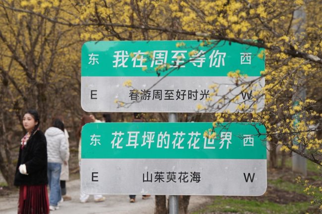 春游周至·花漾秦岭系列活动盛大启幕——三月的周至,邀你共赴一场花与文化的春日之约