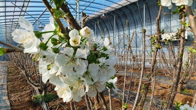 陕西眉县营头镇:荒滩变宝地,温室大棚里长出反季节大樱桃