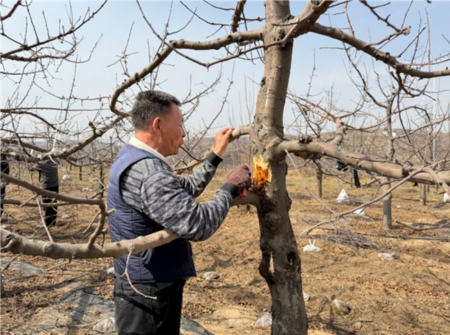 陕西神木:抢抓农时修剪忙 科学管护助增收