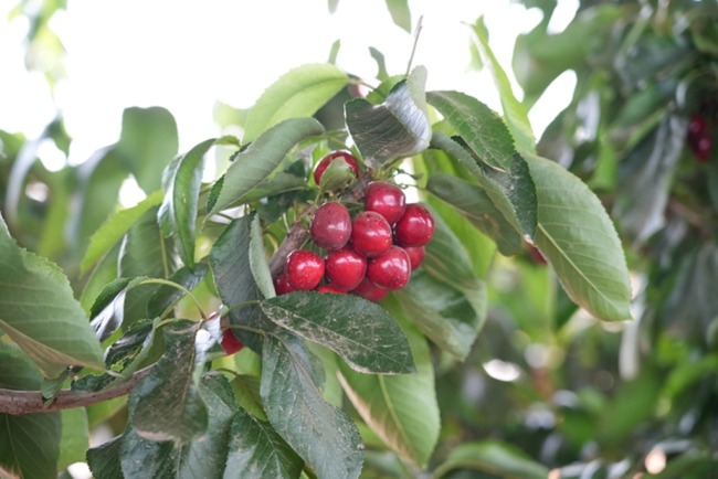 春日采摘乐 靖边设施林果赋能乡村振兴