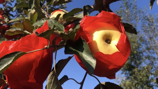 宜君苹果：双线并行忙 梯次助增收