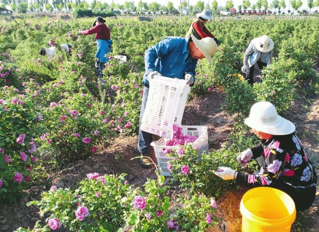 太谷：丰花玫瑰助农增收