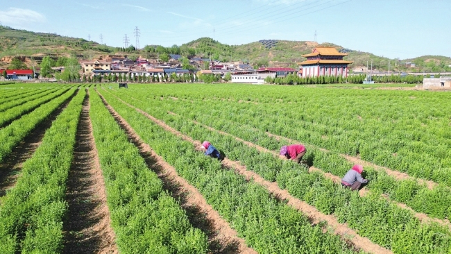 平定县冶西镇东庄村中药材基地：工人在进行田间管护