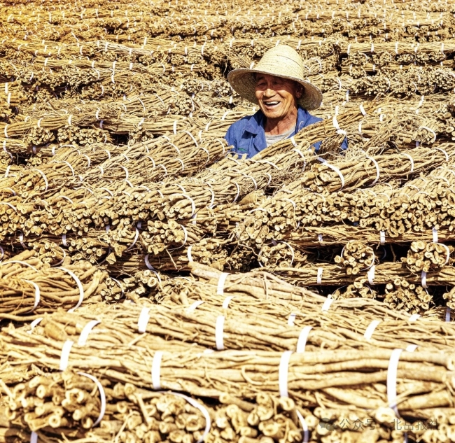 Sharing Shanxi with the World: Hengshan Astragalus, the Authentic Medicinal Herb